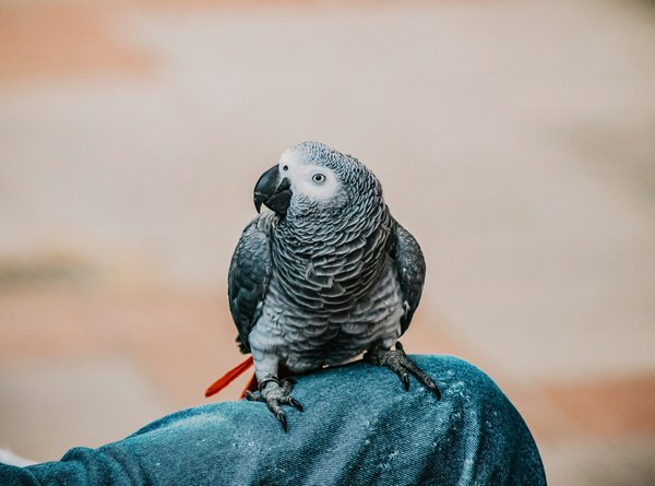 How to Create a Balanced Enrichment Program for an Intelligent Parrot Species Like the African Grey?